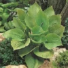 Hosta 'Sum And Substance'