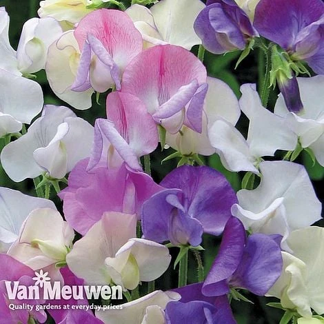 Sweet Pea 'Scent Infusion' - Image 2