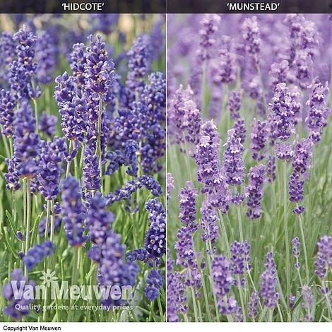 Lavender Duo - Image 2