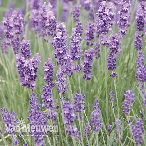 Lavender Duo - Image 4