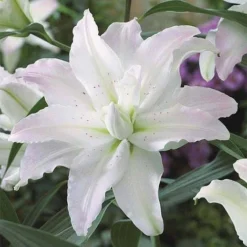 Lily: 'Crystal Tree Lily Picasso'
