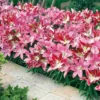 Lily 'Border Collection'
