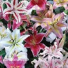 Lily 'Oriental Mixed'