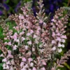 Linaria Purpurea 'Cannon J Went'