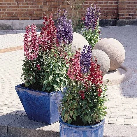 Lobelia X Speciosa 'Fan Mixed' - Image 2