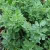 Lovage