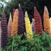 Lupin 'Russell Hybrids'