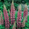 Lupin 'The Chatelaine'