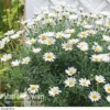 Marguerite Standard