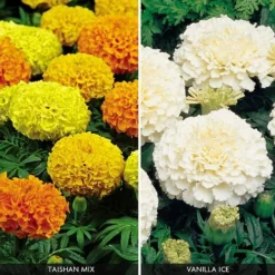 Marigold 'Fire And Ice Collection'