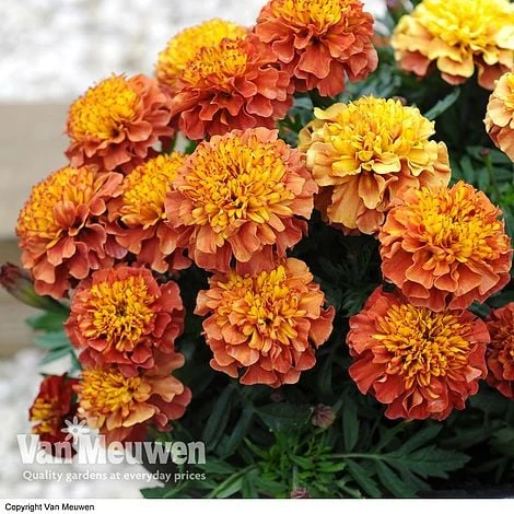 Marigold 'Strawberry Blonde' - Image 2