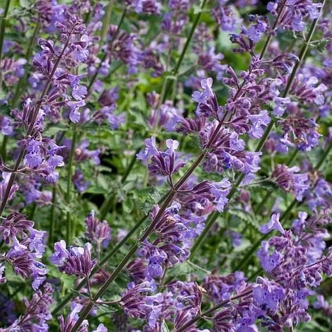 Nepeta Racemosa - Image 2