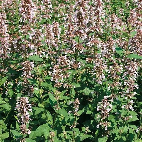 Nepeta Nervosa 'Pink Candy' - Image 2