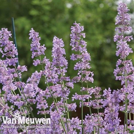 Nepeta 'Six Hills Giant' - Image 2