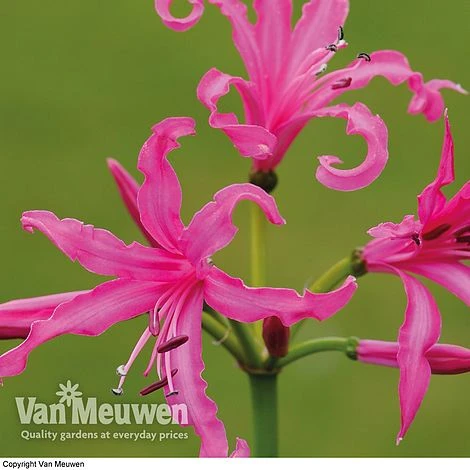 Nerine Bowdenii 'Isabel' - Image 2