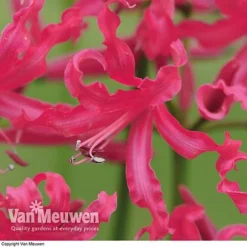 Nerine 'Mr John'