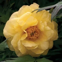 Tree Peony 'Hai Huang'