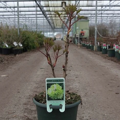 Tree Peony 'Lu Mu Ying Yu' - Image 2