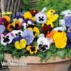 Pansy 'Summertime Mix' (Garden Ready)