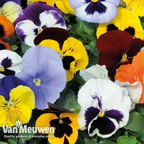 Pansy 'Summertime Mix' (Garden Ready) - Image 3