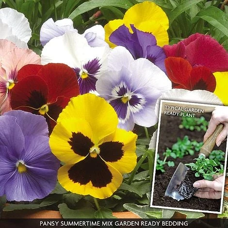 Pansy 'Summertime Mix' (Garden Ready) - Image 5