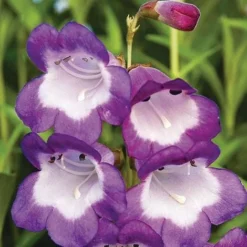 Penstemon 'Pensham Czar'