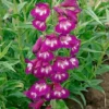 Penstemon 'Pensham Plum Jerkum'