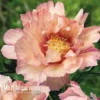 Peony Itoh 'Lollipop'