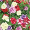 Petunia (Trailing) Trade Bedding Pack