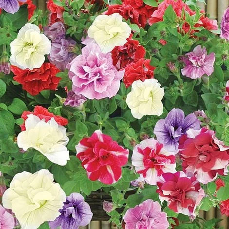 Petunia (Trailing) Trade Bedding Pack
