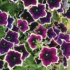 Petunia 'Cascadia Rim Magenta'