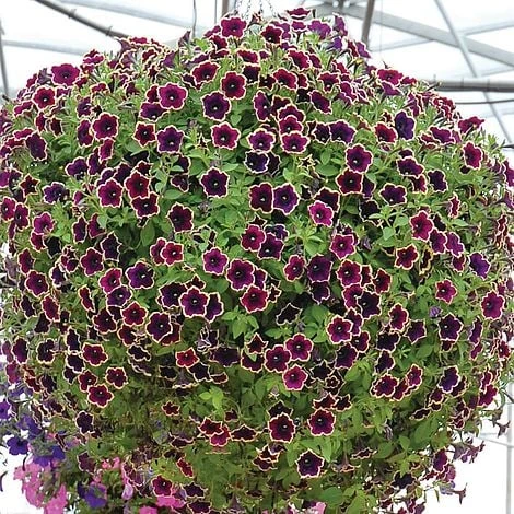 Petunia 'Cascadia Rim Magenta' - Image 2