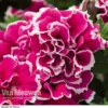 Petunia 'Tumbelina Anna'
