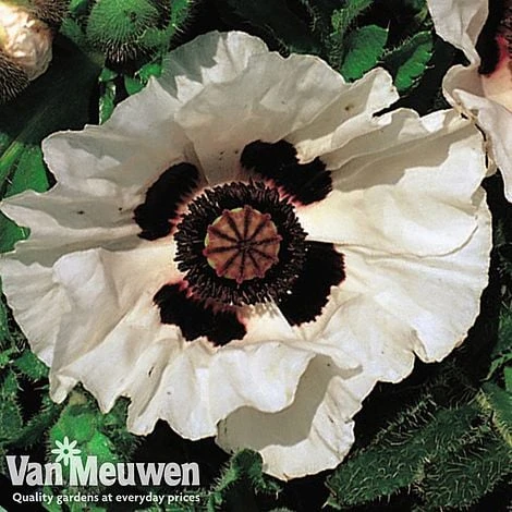 Poppy 'Checkers' - Image 3