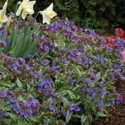 Pulmonaria 'Trevi Fountain'