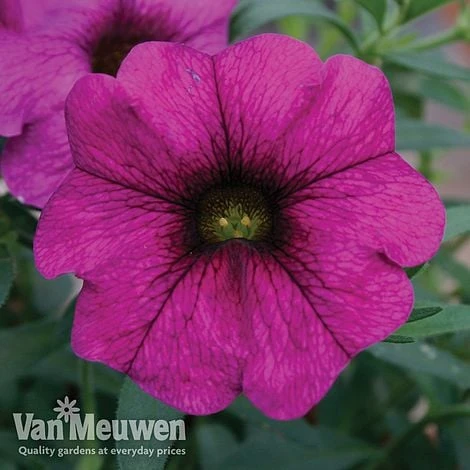 Petunia 'Surfinia' Pre-Planted Basket - Image 2