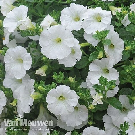 Petunia 'Surfinia' Pre-Planted Basket - Image 3