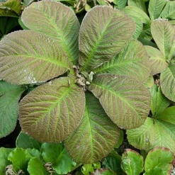 Rodgersia Aesculifolia