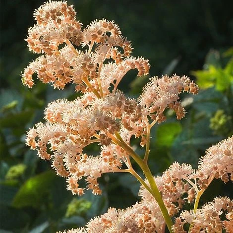 Rodgersia Aesculifolia - Image 2