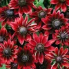 Rudbeckia Hirta 'Cherry Brandy'