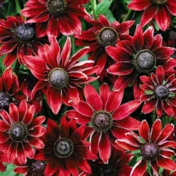 Rudbeckia Hirta 'Cherry Brandy'