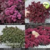 Sedum 'Sunsparkler' Collection