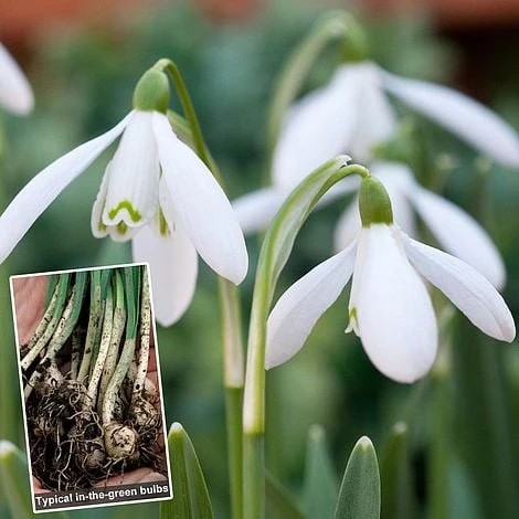 Snowdrops In The Green - Image 2
