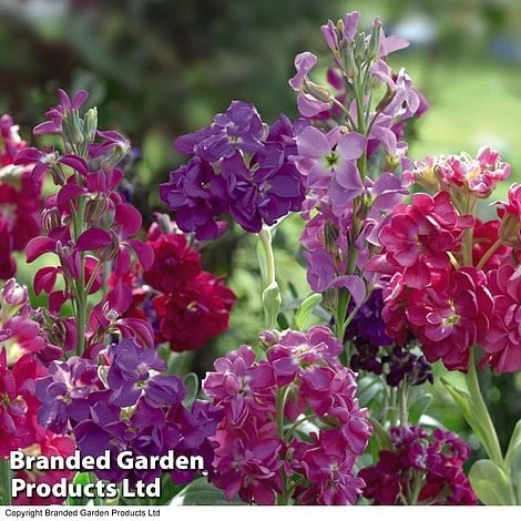 Stocks 'Most Scented Mix' - Image 2