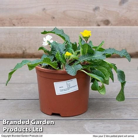 Stocks 'Most Scented Mix' - Image 7