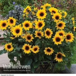 Sunflower SunBelievable⢠'Brown Eyed Girl'