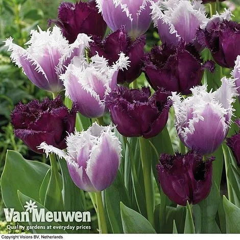Tulip 'Black Cherry Frost' - Image 2