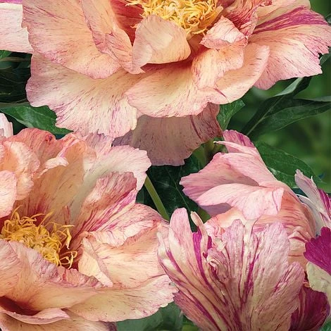 Peony Itoh 'Lollipop' - Image 2