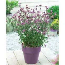 Verbena Bonariensis 'Lollipop'