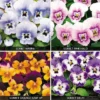 Viola 'Sorbet Collection'